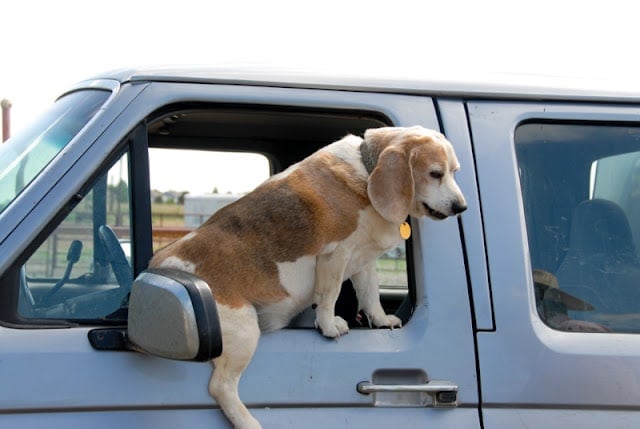 A dog sitting on the seat of a car