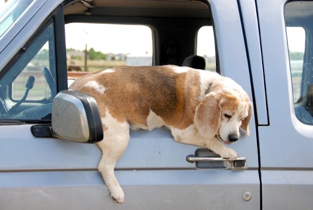 A dog sticking his head out the window of a car