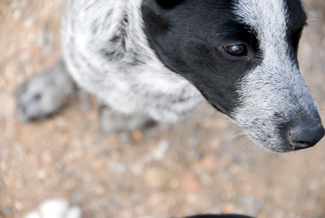 A close up of a dog looking at the camera
