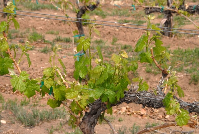 A close up of a grape vine