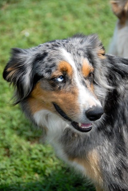 A dog standing on grass