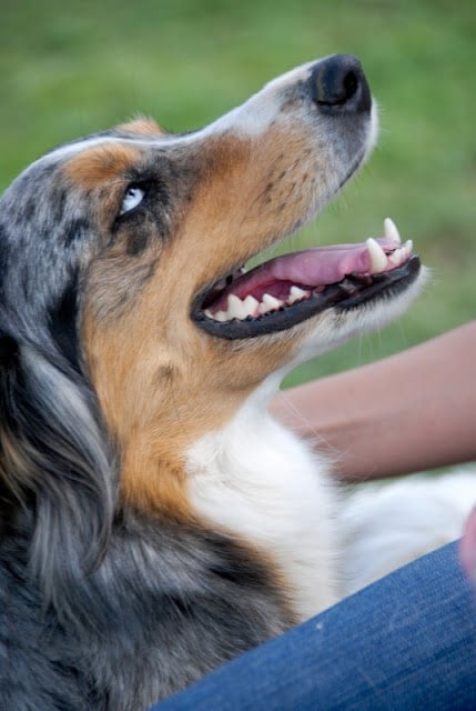 A close up of a dog