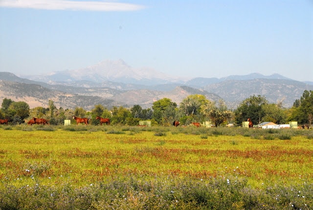 Rocky Mountain views from apple orchard