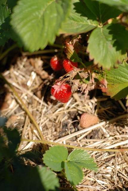 strawberry plants