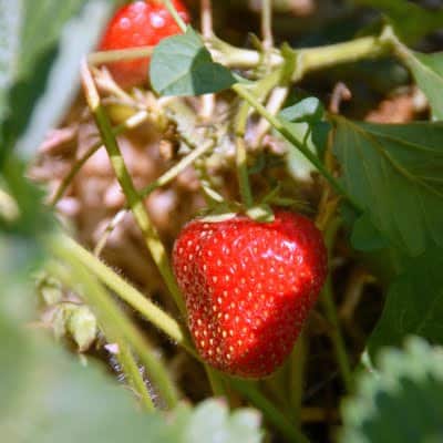 A close up of a strawberry