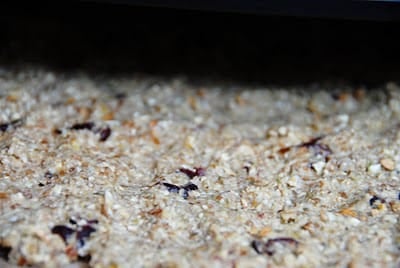 A close up of granola in a dehydrator