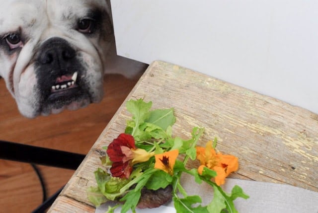 fresh greens with dog peeking