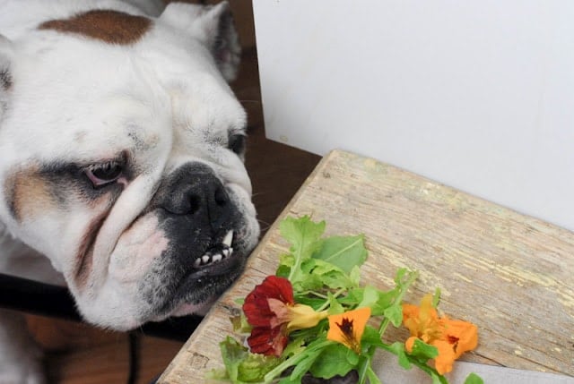 dog snigging fresh greens