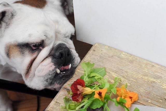 bulldog looking at salad greens