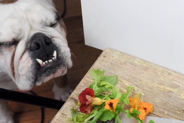 english bulldog and salad greens