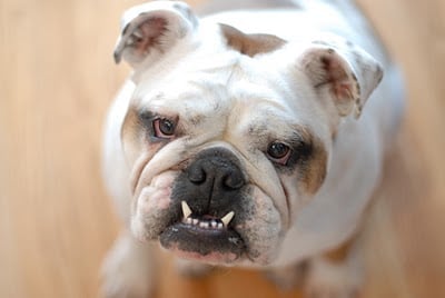 Lola the English bulldog