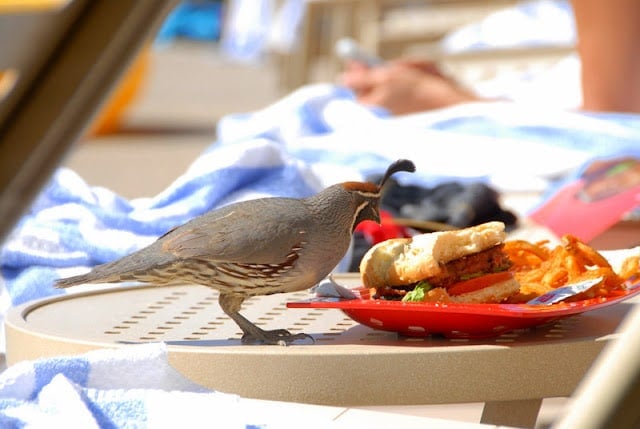 Quail eating Hamburger