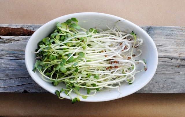 radish sprouts