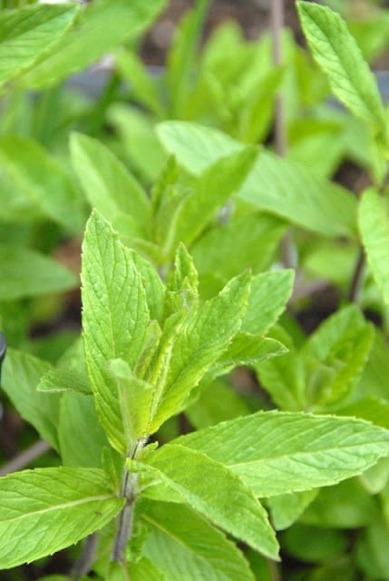 mint plants