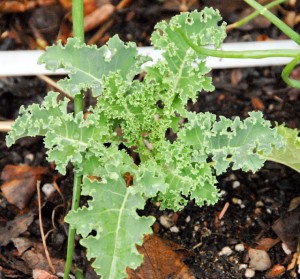 Curly Kate in Square Foot Garden