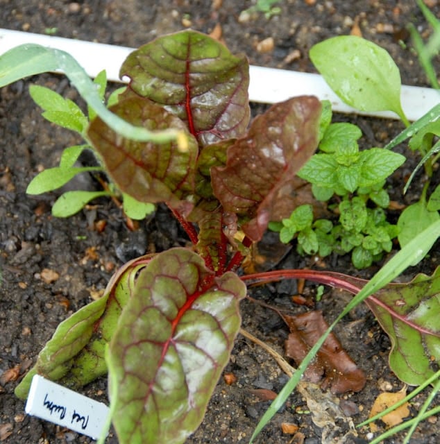 chard plant