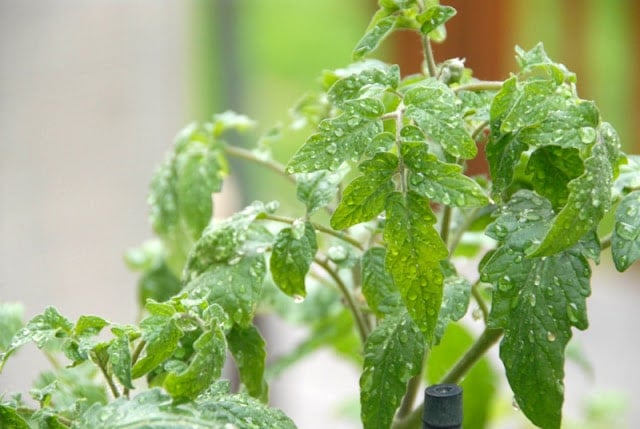 tomato plant