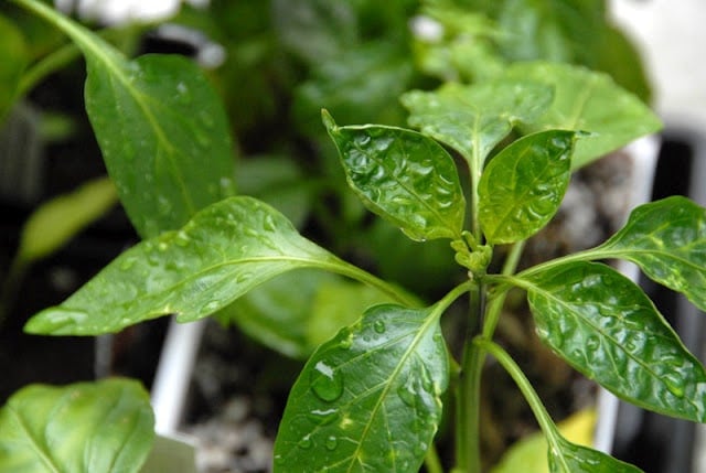 pepper plan in pot