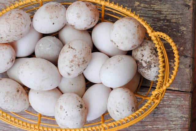 collected duck eggs in yellow basket