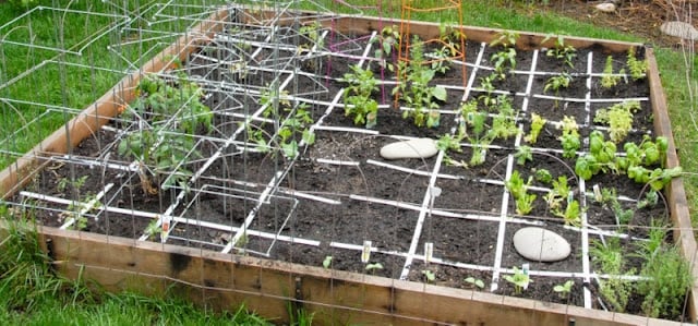 square foot garden