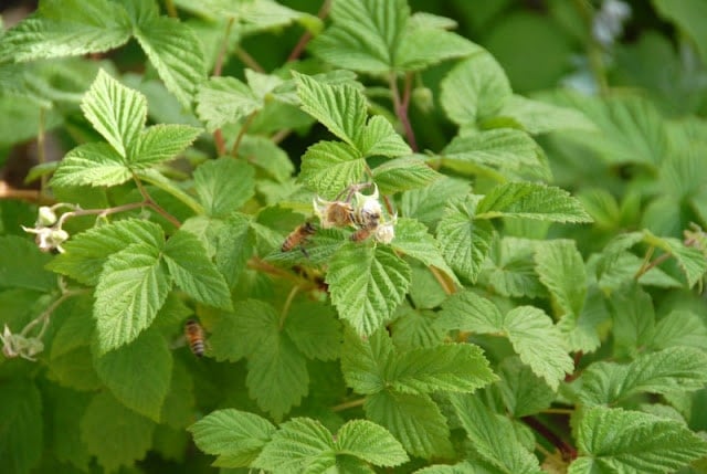 A close up of a green plant