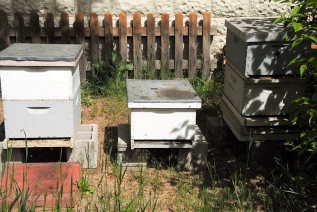 bee hives