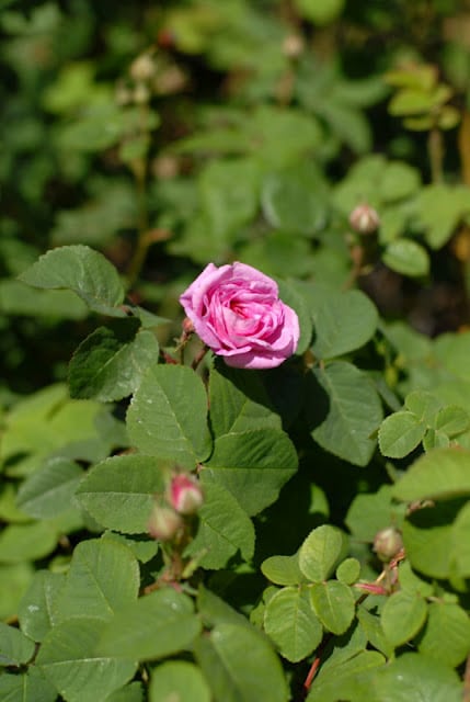 A close up of a flower