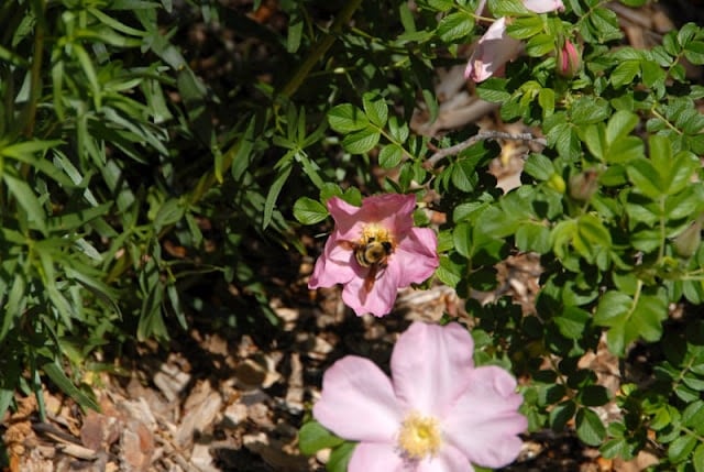 A close up of a flower garden