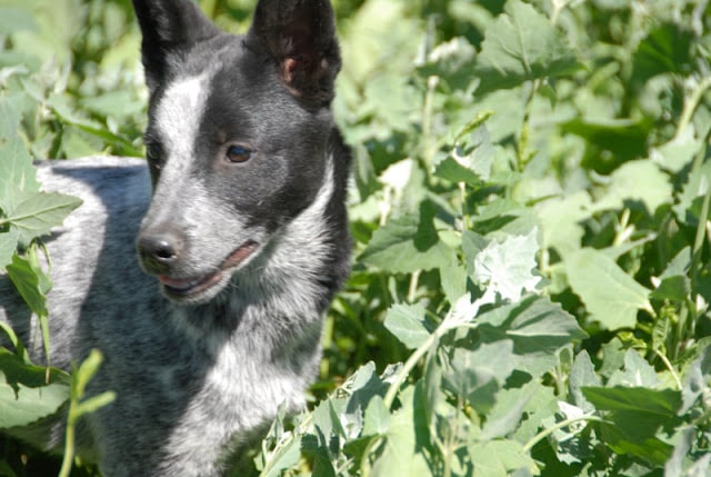 A dog in a garden