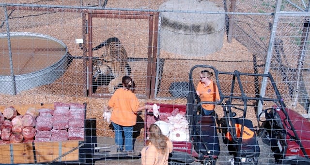 Wild Animal Sanctuary Colorado (feeding time)