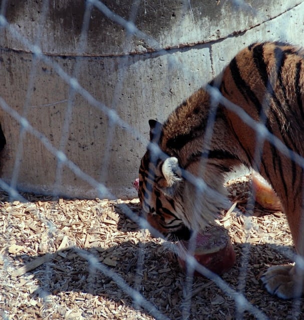 Wild Animal Sanctuary Colorado (feeding time)