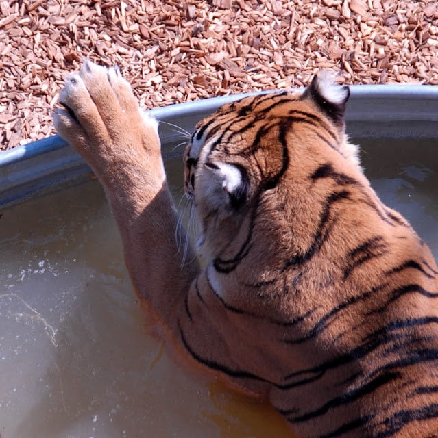 Tiger bathing