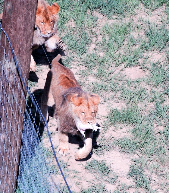 Wild Animal Sanctuary Colorado (lioness feeding)