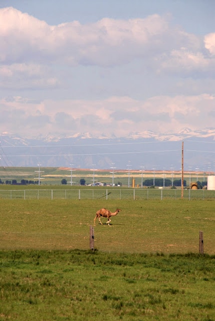 Wild Animal Sanctuary Colorado (camel