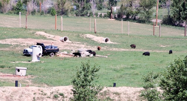 Wild Animal Sanctuary Colorado (Grizzly and Black Bears