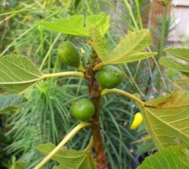 A close up of a green plant