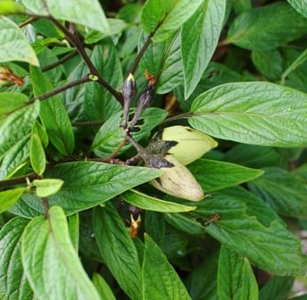 A close up of a green plant