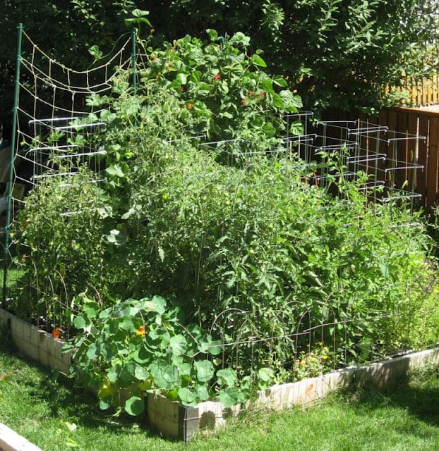 square food garden planted