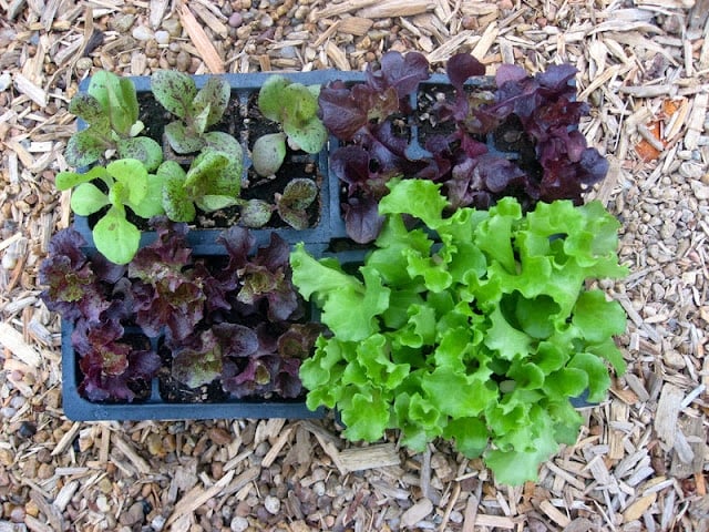 small lettuce plants