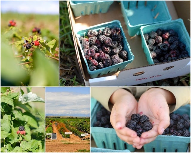 raspberry picking