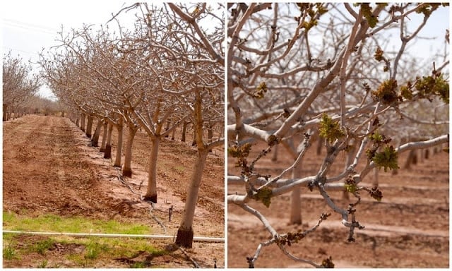 pistachio orchard