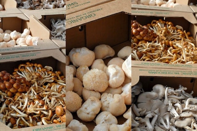 types of mushrooms in boxes