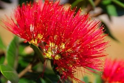 A close up of a flower