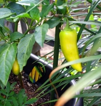 A banana pepper sitting on top of a green plant