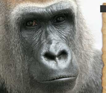 A close up of gorilla looking at the camera