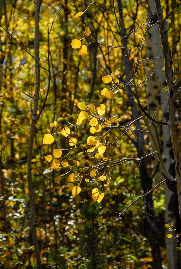 aspen leaves in the fall Colorado 