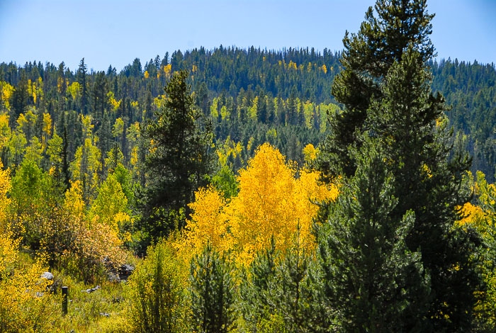 golden aspen trees and green pine trees