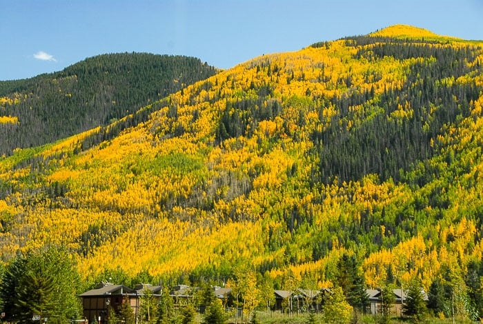 Aspen and evergreen trees in the fall - Vail Colorado