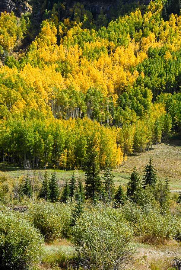 fall aspen trees in Vail