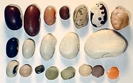 types of beans